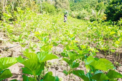 Farm Co Chu Tuan Ha Bed & Breakfast Đà Lạt Ngoại thất bức ảnh