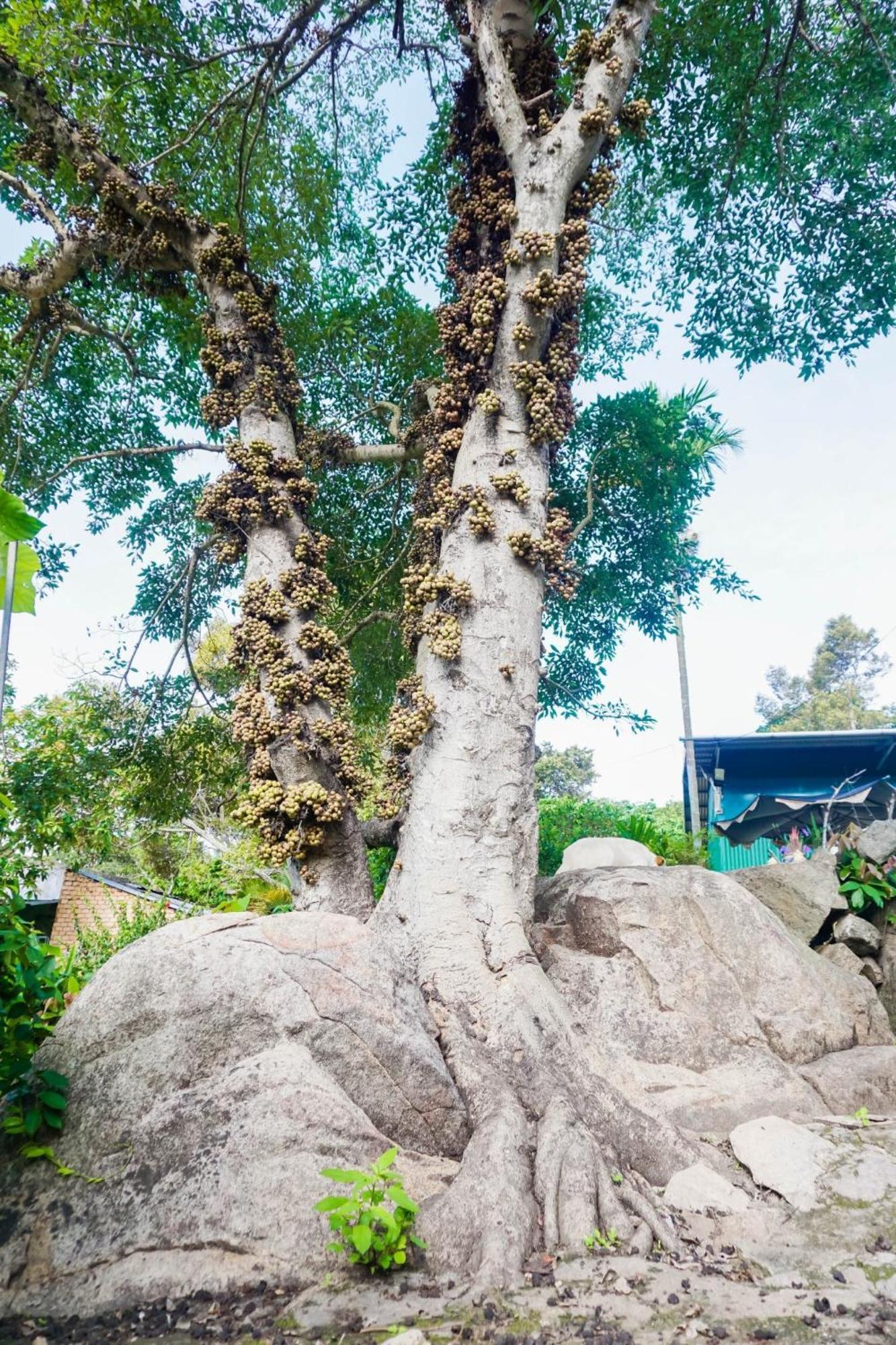 Farm Co Chu Tuan Ha Bed & Breakfast Đà Lạt Ngoại thất bức ảnh