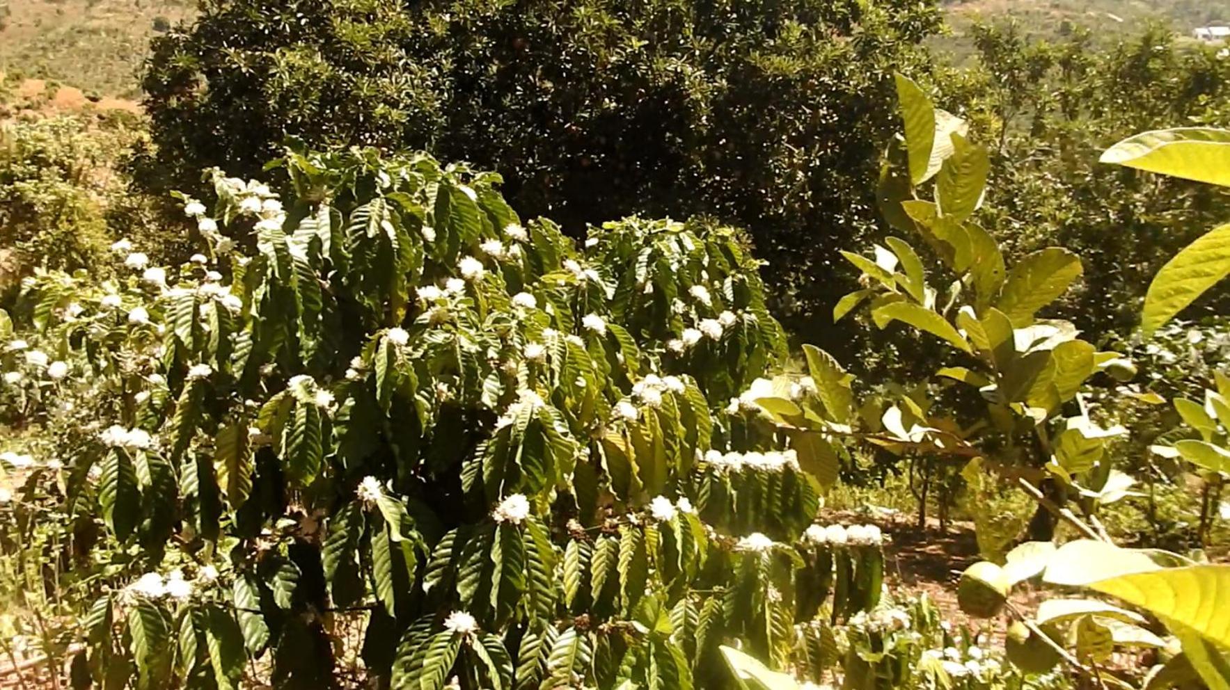 Farm Co Chu Tuan Ha Bed & Breakfast Đà Lạt Ngoại thất bức ảnh